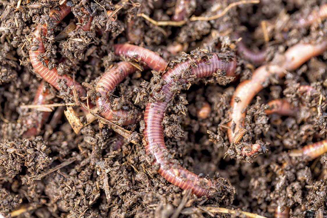 Macro shot of red worms Dendrobena in manure, earthworm live bait for fishing