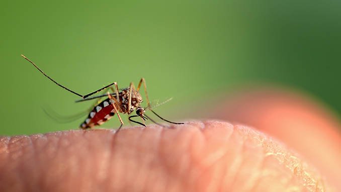 close-up macro mosquito bite hand more detail