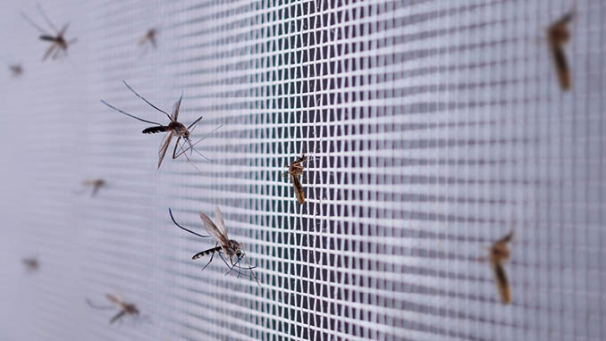 many mosquitoes on insect net wire screen close up on house window