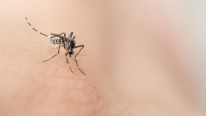 Close up mosquito sucking blood from human skin  