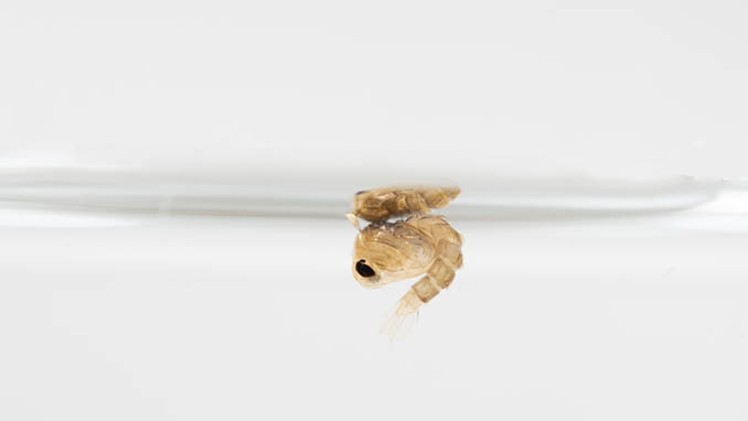 Pupa mosquito in the water