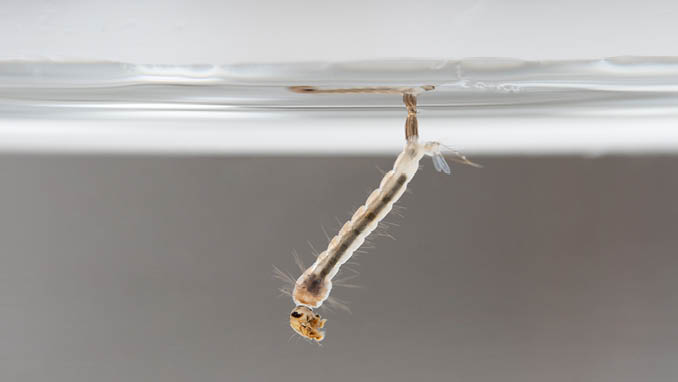 larva mosquito in the water