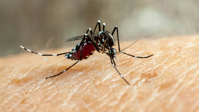 Dengue, zika and chikungunya fever mosquito (aedes aegypti) bitting human skin - drinking blood