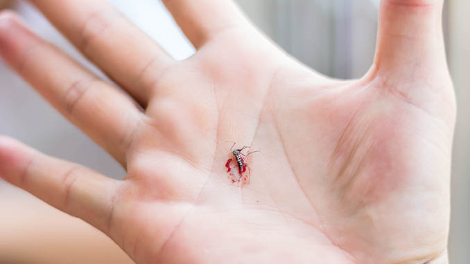 dead mosquito on human s hand after killed