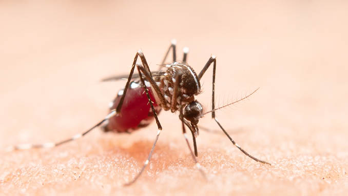 Close-up of a mosquito on human skin