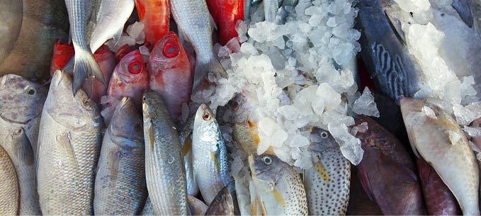 Raw fish on market counter