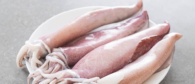 Fresh Squid on white plate