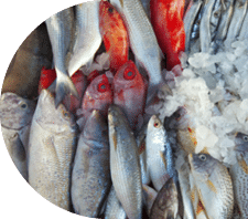 Raw fish on market counter